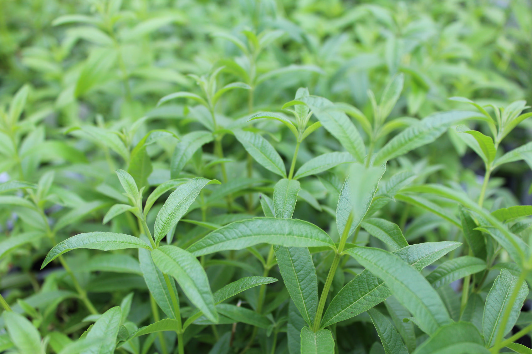 Verveine citron