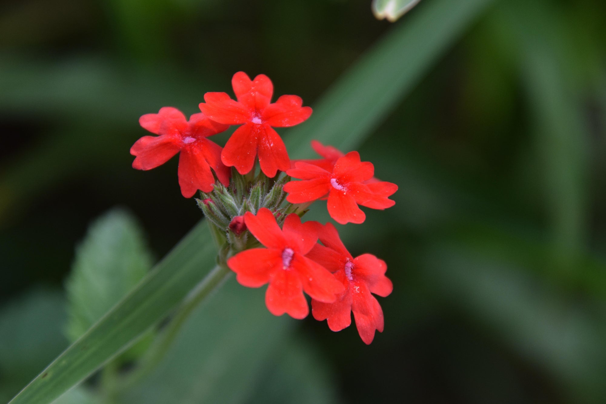 Verveine rouge