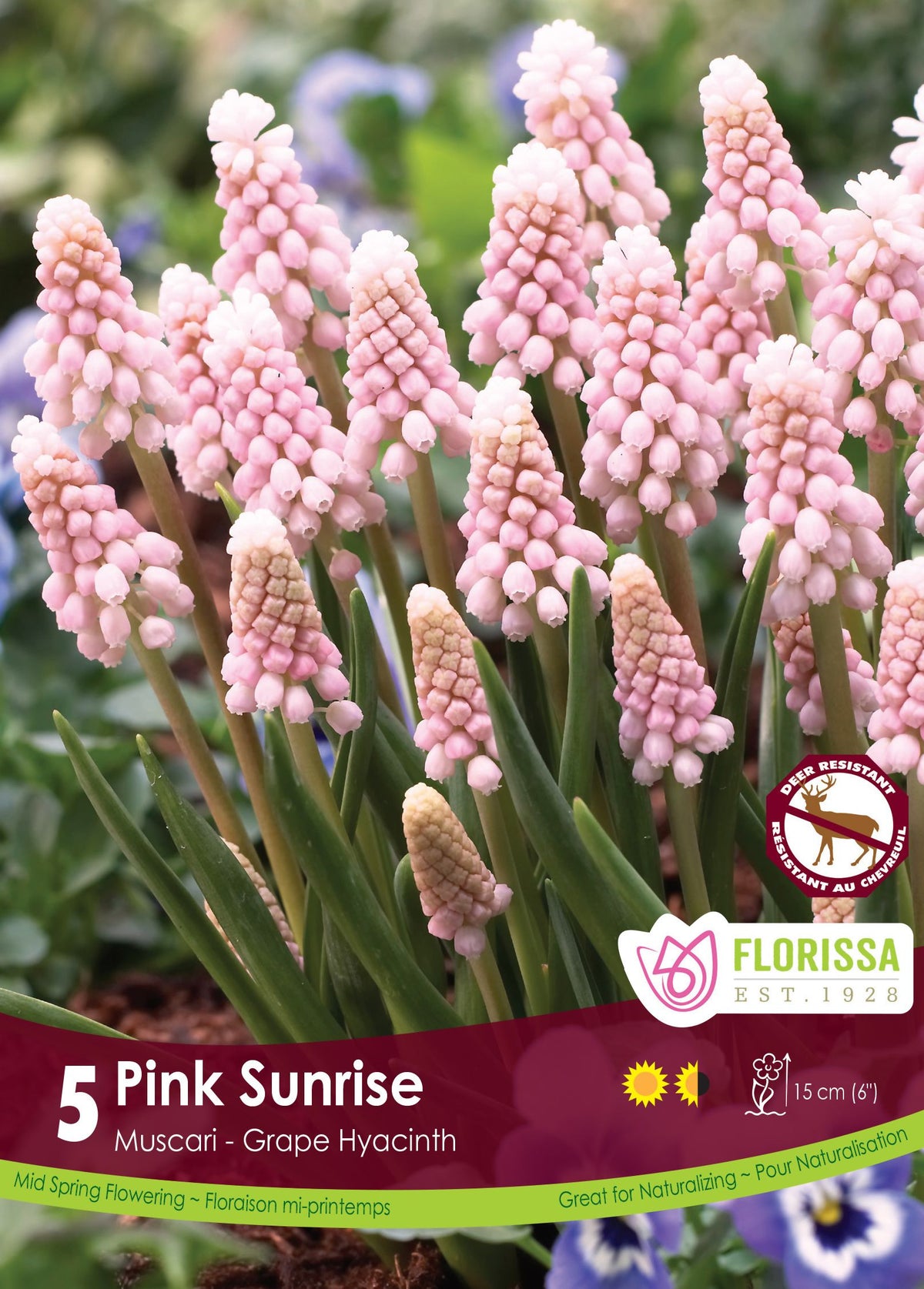 Muscari Pink Sunrise ( Muscari ) : des grappes de muscaris rose pâle. Le visuel Florissa présente la plante et son nom dans la partie inférieure de l’étiquette. La photographie occupe presque toute la surface, tandis que le bandeau du bas rassemble les indications du produit. Cette vue permet de reconnaître son apparence et de distinguer la variété présentée.