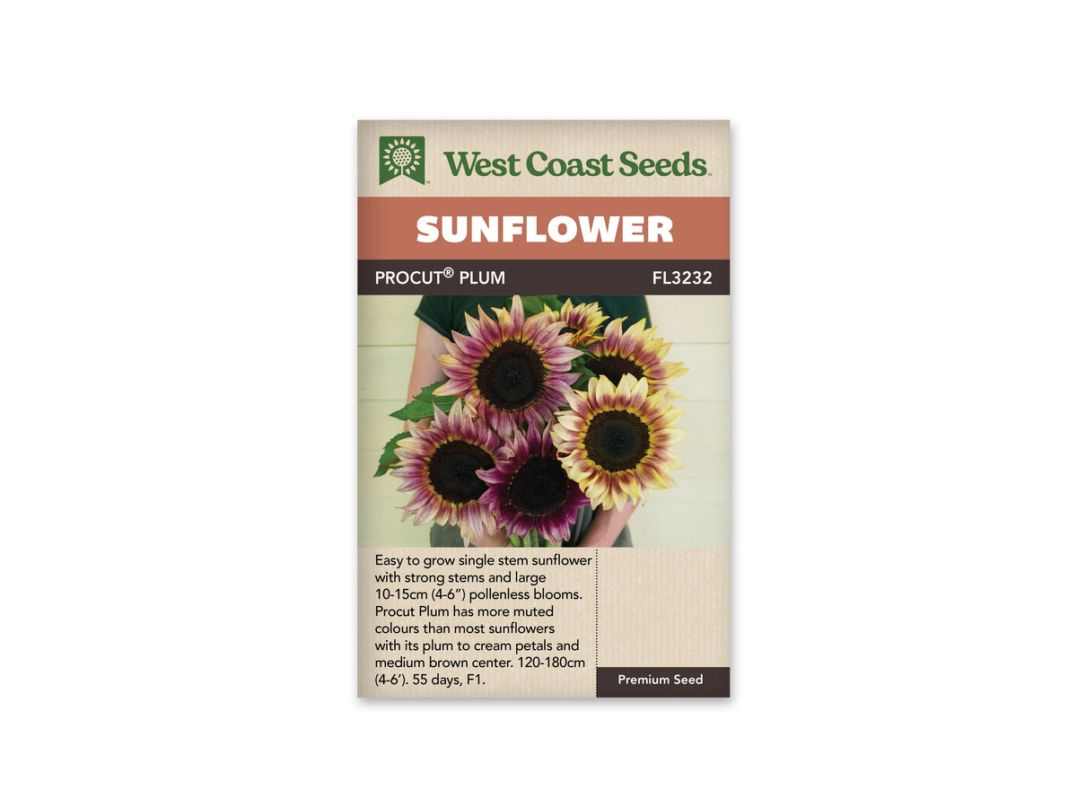 Sachet beige de semences ProCut Plum avec bandeau terre cuite et nom sur fond brun. Une personne tient un bouquet de tournesols devant un mur clair. Les pétales mêlent prune, rose sourd et crème autour de disques brun foncé. Les fleurs se chevauchent au-dessus de feuilles vertes; les bras et le vêtement sombre restent partiellement visibles.