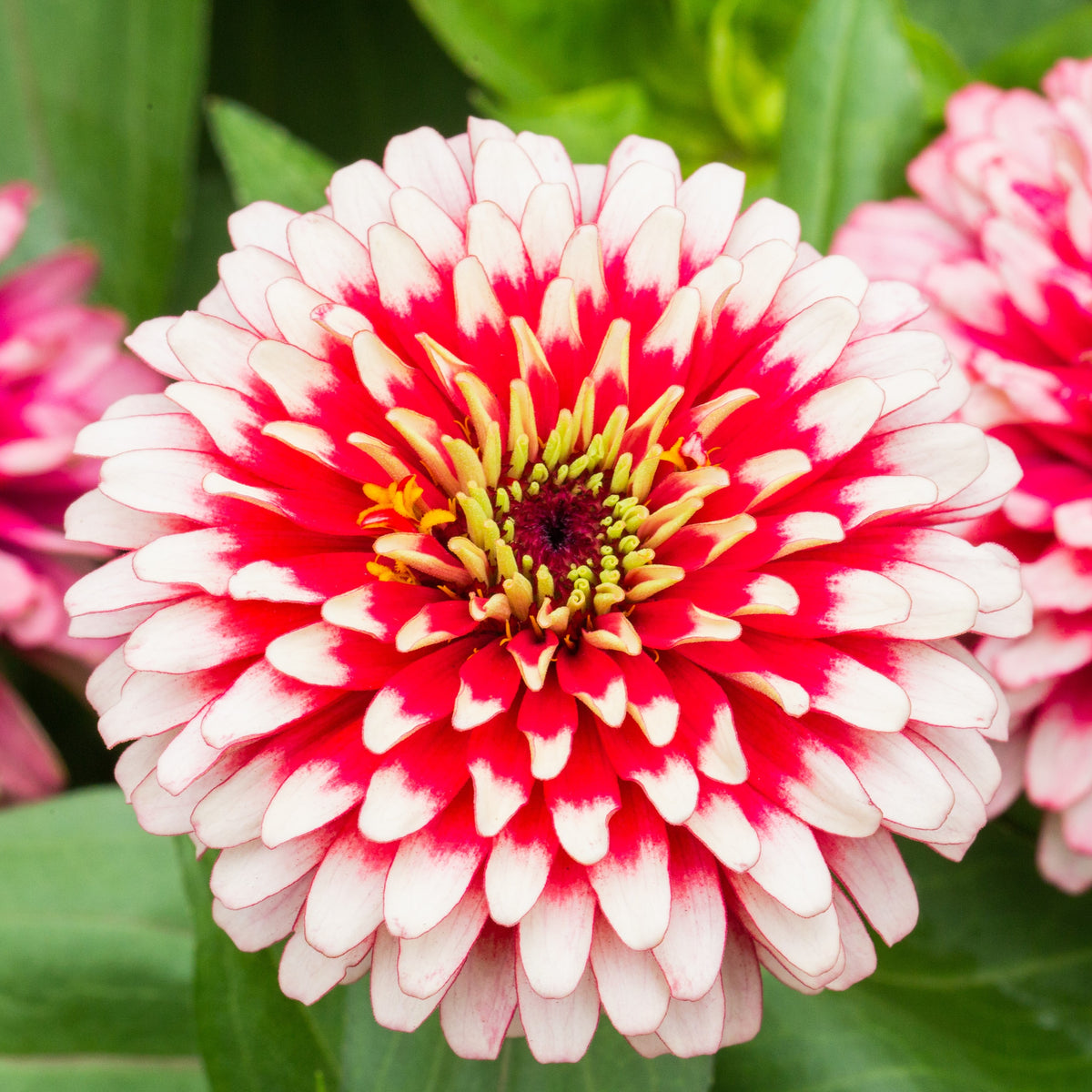 Photo de Zinnia Swizzle™ 'Cherry and Ivory' F1. Le Zinnia Swizzle™ Cherry and Ivory F1 est un véritable spectacle pour les yeux avec ses fleurs doubles bicolores rouge cerise et blanc ivoire. La couleur caractéristique est : bicolore blanc & rouge. Le visuel permet d'observer les contours, les teintes et la disposition des éléments présentés.