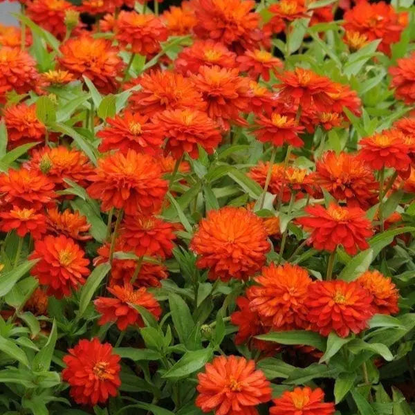 Photo de Zinnia 'Inca'. Sa couleur orange éclatante en fait une plante éblouissante et parfaite pour des plates-bandes spectaculaires ou des bouquets de fleurs coupées. Ce zinnia robuste et majestueux est un incontournable pour les amateurs de fleurs vibrantes et originales. La couleur caractéristique est : orange. Le visuel permet d'observer les contours, les teintes et la disposition des éléments présentés.