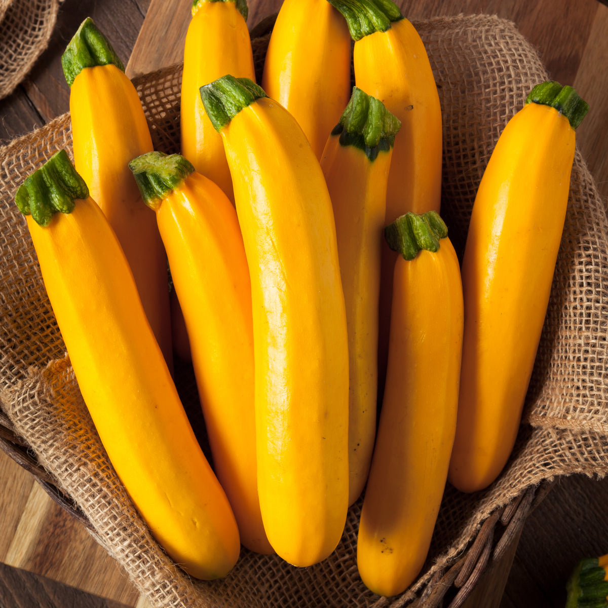 Photo de Zucchini 'Golden Glory' F1. La couleur caractéristique est : jaune foncé. Les fruits présentent cette forme : cylindrique. Le visuel permet d'observer les contours, les teintes et la disposition des éléments présentés. Les détails de forme et les contrastes donnent un aperçu de l'apparence de cette plante ou de sa récolte.