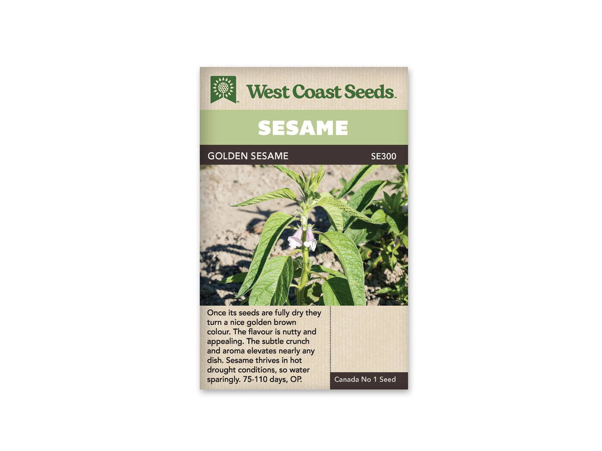 Sachet West Coast Seeds Golden Sesame montrant un plant vert dans une terre claire. De longues feuilles nervurées entourent une tige dressée, avec deux petites fleurs tubulaires rose pâle près du centre. Le nom Golden Sesame est inscrit dans le bandeau brun, sous le grand titre blanc sur fond vert.