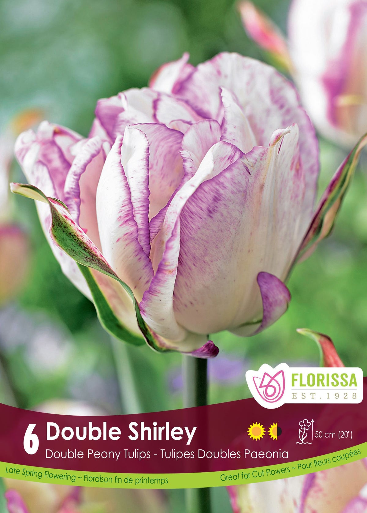Tulipe Double Shirley ( Tulipa ) : une tulipe double blanche bordée et veinée de pourpre. Le visuel Florissa présente la plante et son nom dans la partie inférieure de l’étiquette. La photographie occupe presque toute la surface, tandis que le bandeau du bas rassemble les indications du produit. Cette vue permet de reconnaître son apparence et de distinguer la variété présentée.