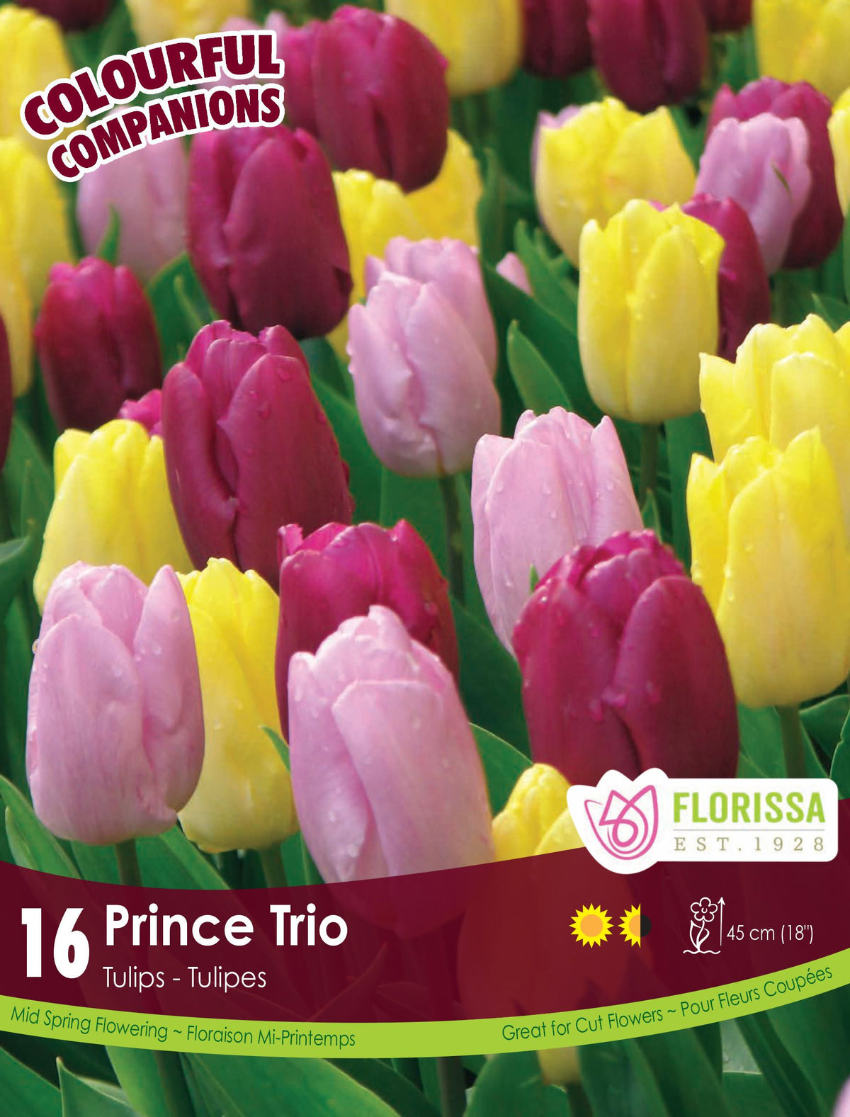 Harmonie florale Prince Trio ( Tulipa spp.) : des tulipes pourpres, lilas et jaunes. Le visuel Florissa présente la plante et son nom dans la partie inférieure de l’étiquette. La photographie occupe presque toute la surface, tandis que le bandeau du bas rassemble les indications du produit. Cette vue permet de reconnaître son apparence et de distinguer la variété présentée.