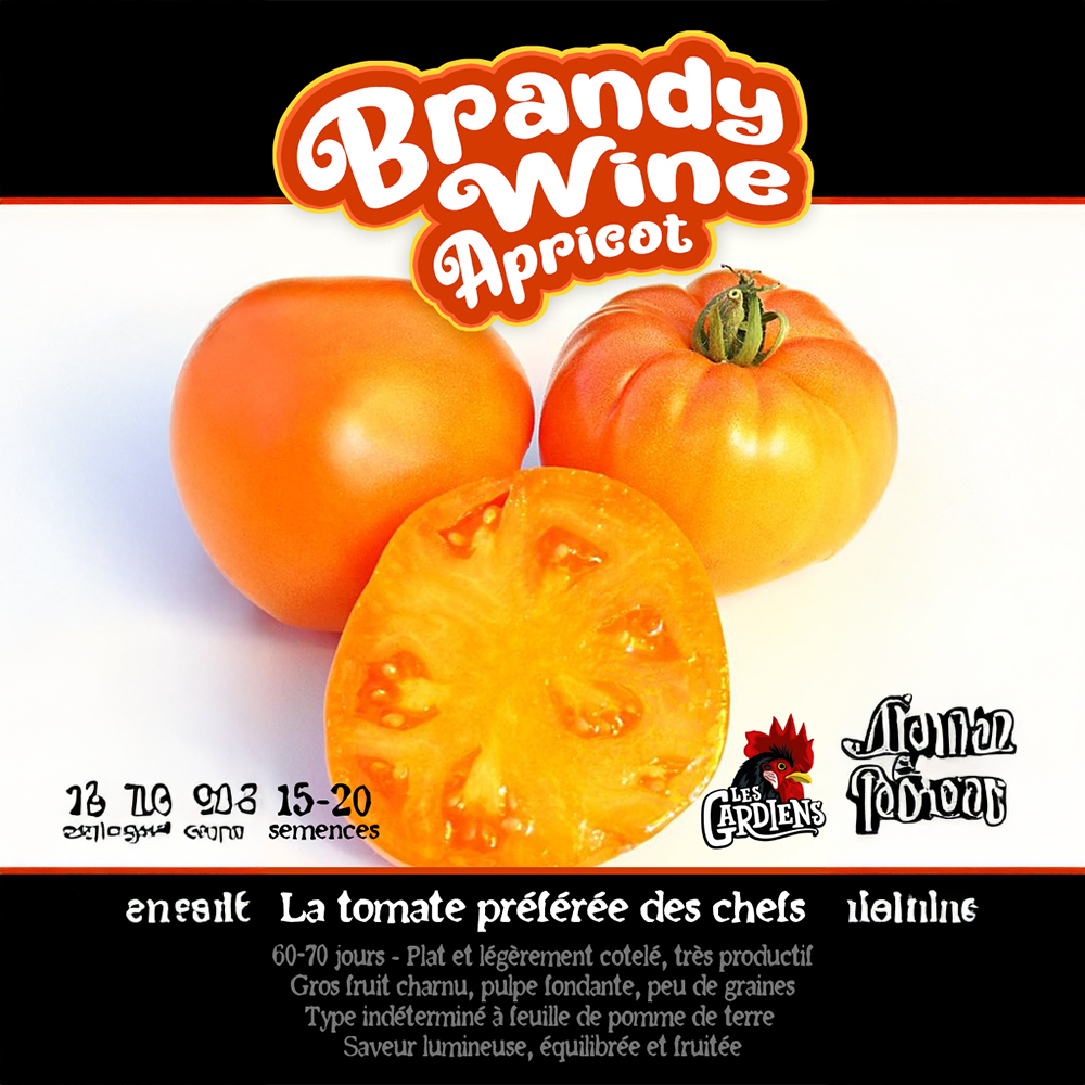 Vue rapprochée de Tomate ‘Brandywine Apricot’ cultivé au soleil, avec un feuillage vert sain et des fruits caractéristiques bien visibles. La photo montre la forme, la couleur et le stade de maturité typiques de la variété sur un plant vigoureux. Les fruits se détachent nettement du feuillage et illustrent l’apparence recherchée au moment de la récolte.