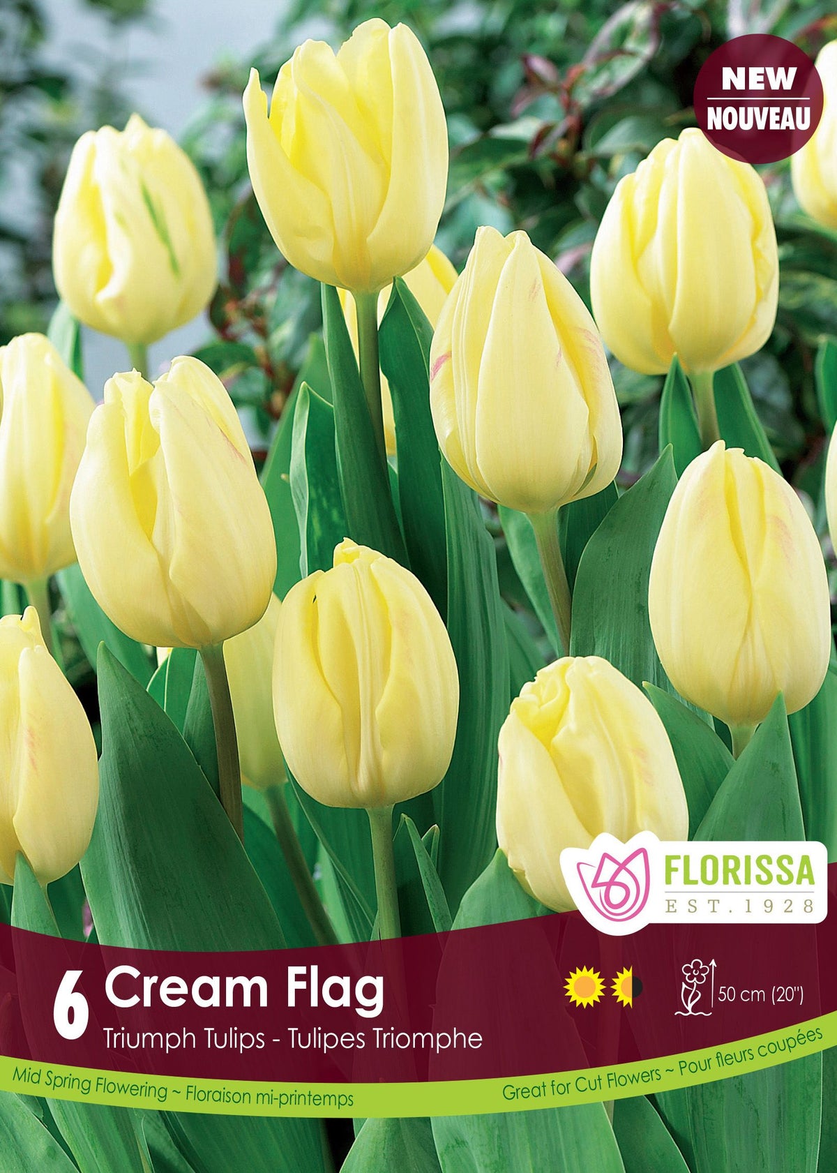 Tulipe Cream Flag ( Tulipa ) : des tulipes jaune crème sur leurs tiges vertes. Le visuel Florissa présente la plante et son nom dans la partie inférieure de l’étiquette. La photographie occupe presque toute la surface, tandis que le bandeau du bas rassemble les indications du produit. Cette vue permet de reconnaître son apparence et de distinguer la variété présentée.