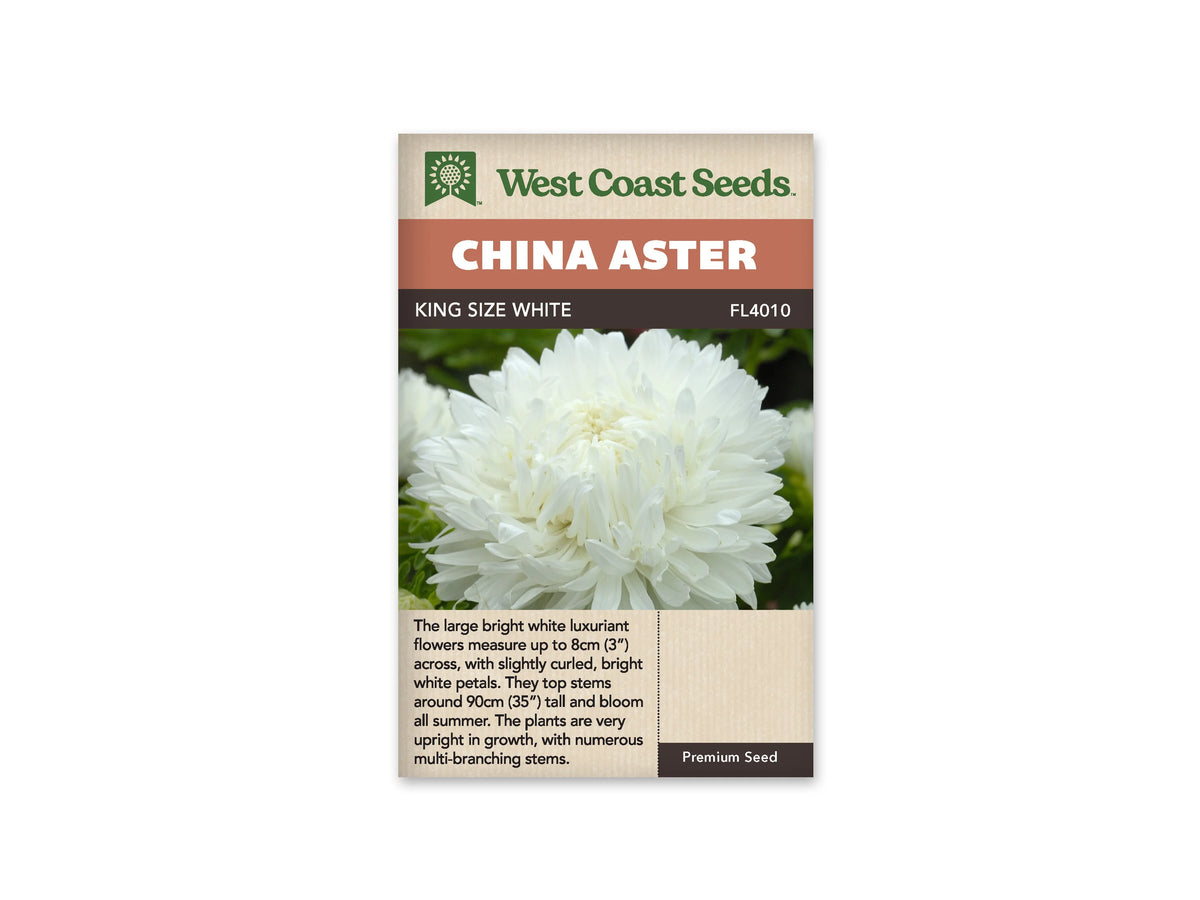 Sachet King Size White de West Coast Seeds sur fond blanc. La photo montre une grande fleur blanche très fournie, avec un centre légèrement crème et de nombreux pétales courbés. Des feuilles vertes composent l’arrière-plan. Le bandeau orangé porte le nom China Aster; King Size White et la référence FL4010 apparaissent dans la bande brune.