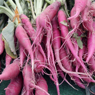 Photographie de carottes mauves biologiques ‘Dragon’ fraîchement récoltées, montrant leurs racines effilées à peau violet-magenta et leur feuillage vert. Une racine coupée révèle la chair orange entourant un cœur jaune, caractéristique qui peut varier naturellement. La longueur, le diamètre, la répartition des couleurs et l’intensité de la peau peuvent changer selon la texture du sol, l’espacement, l’humidité et le moment de la récolte.