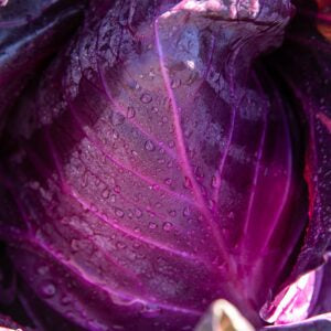Chou rouge Red Kalibos. Chou rouge violacé aux nervures claires très visibles. Le cadrage permet de voir les formes, les couleurs et les détails du sujet représenté. Les contours se détachent du fond de l’image, avec des différences de teinte et de texture visibles sur les surfaces. Cette vue accompagne la présentation du produit dans la boutique.