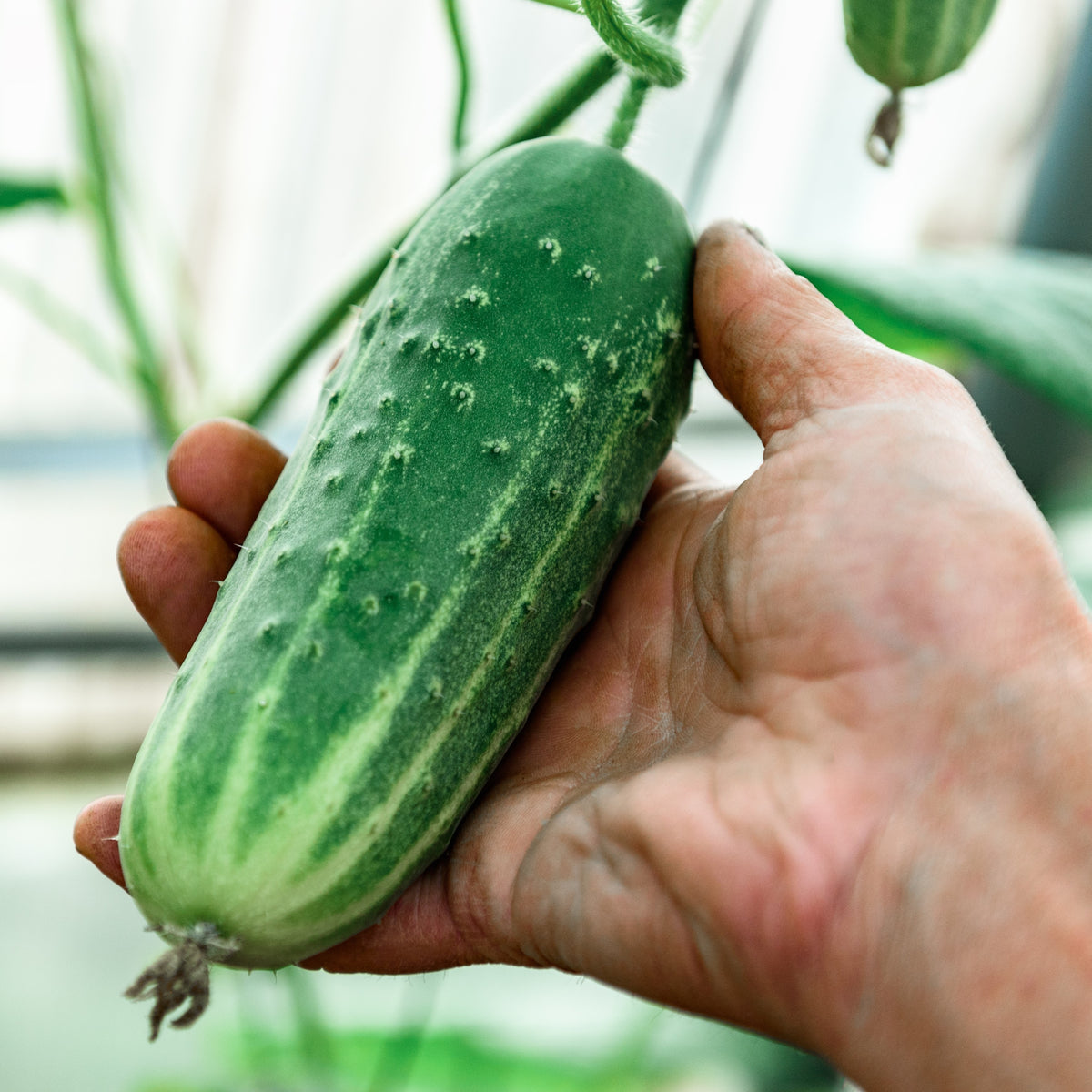 Photo de Concombre à cornichon 'Arabian' F1. Il produit des fruits vert foncé de bonne longueur, parfaits pour une consommation fraîche ou pour la préparation de conserves. Prévoyez une surface suffisante au potager pour que le feuillage puisse s'étendre sans étouffer les cultures voisines. Dirigez les tiges vers une zone libre et gardez les fruits accessibles