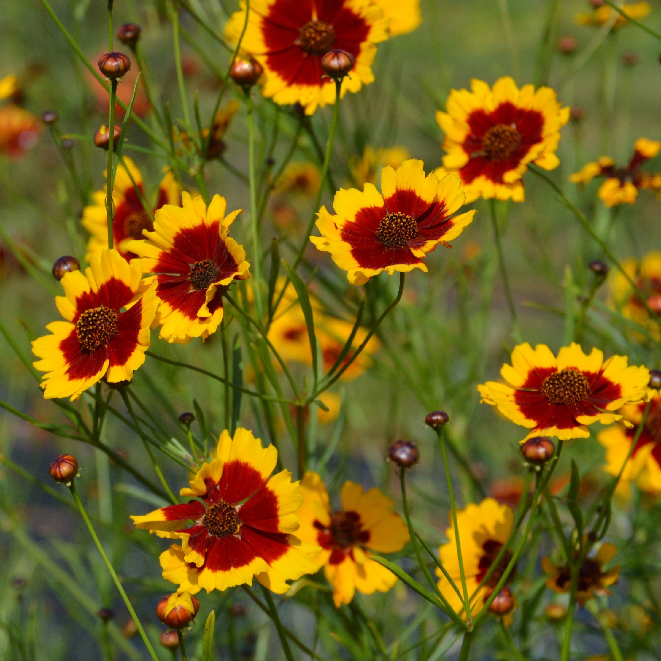 Les Jardins De L coum ne Cor opsis Bouquet Magic Bio P pini re ca les-jardins-de-l-coum-ne-cor-opsis-bouquet-magic-bio-p-pini-re-ca