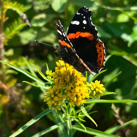 Euthamie à feuilles de graminée en fleurs, vivace indigène jaune.