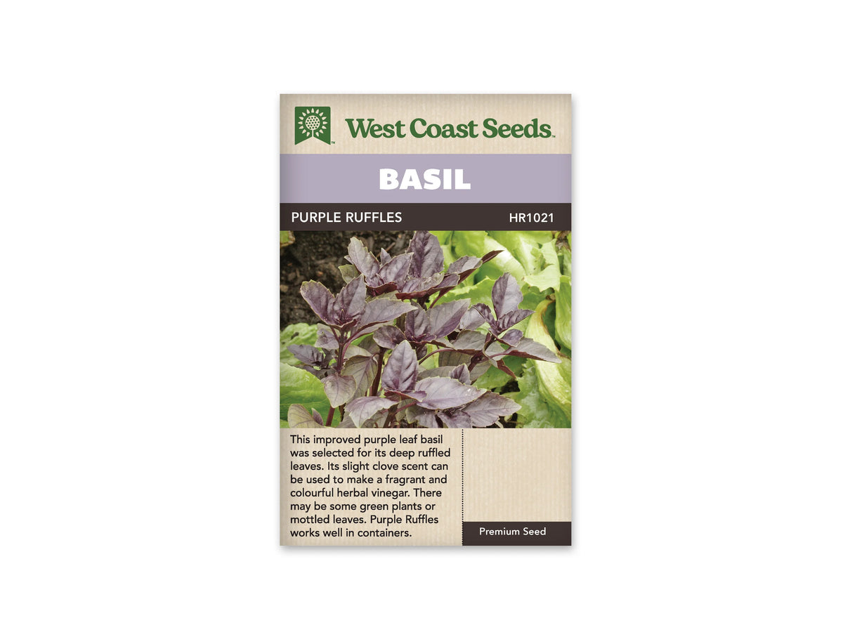 Sachet West Coast Seeds de Basilic ‘Purple Ruffles’, présenté de face sur fond blanc. La photographie centrale présente un basilic aux feuilles pourpres, pointues et très ondulées. Plusieurs marges découpées sont visibles, tandis qu’un feuillage plus clair apparaît à l’arrière-plan. Un bandeau mauve indique BASIL, au-dessus du nom imprimé sur fond foncé. Le bas beige contient un texte descriptif en anglais.