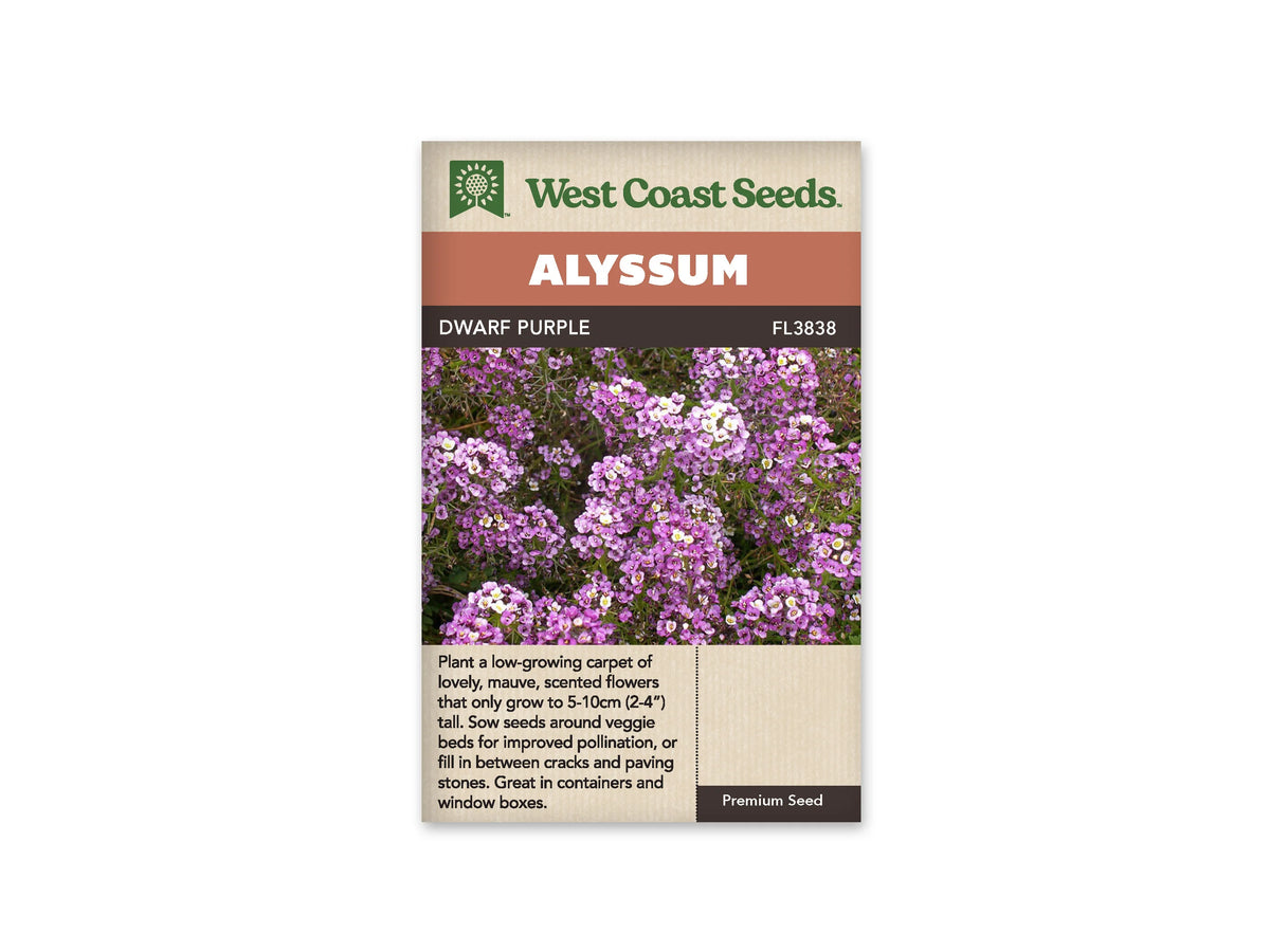 Sachet d’alysse Dwarf Purple de West Coast Seeds sur fond blanc. La photographie montre de petites fleurs mauves et violet clair en grappes serrées, avec des centres pâles et du feuillage vert. Le bandeau Alyssum surmonte le nom commercial et la référence FL3838. La partie inférieure beige porte un texte descriptif en anglais.