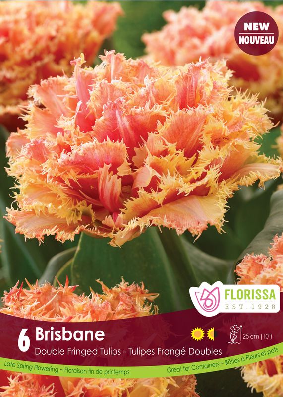 Tulipe Brisbane ( Tulipa ) : une tulipe double orange cuivré aux pétales très frangés. Le visuel Florissa présente la plante et son nom dans la partie inférieure de l’étiquette. La photographie occupe presque toute la surface, tandis que le bandeau du bas rassemble les indications du produit. Cette vue permet de reconnaître son apparence et de distinguer la variété présentée.