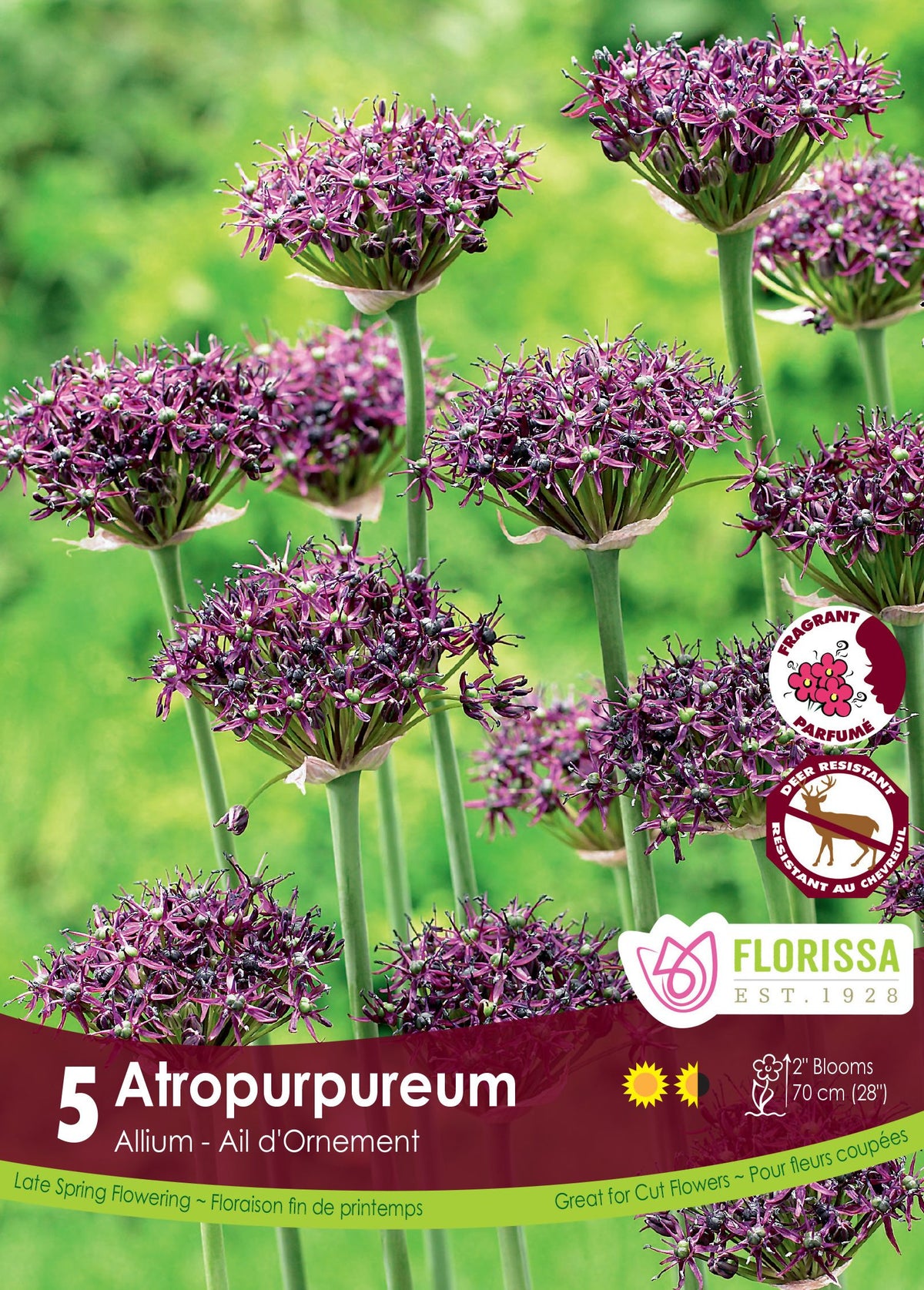 Ail ornemental pourpre foncé ( Allium atropurpureum ) : des inflorescences d’alliums pourpres aplaties sur le dessus. Le visuel Florissa présente la plante et son nom dans la partie inférieure de l’étiquette. La photographie occupe presque toute la surface, tandis que le bandeau du bas rassemble les indications du produit. Cette vue permet de reconnaître son apparence et de distinguer la variété présentée.