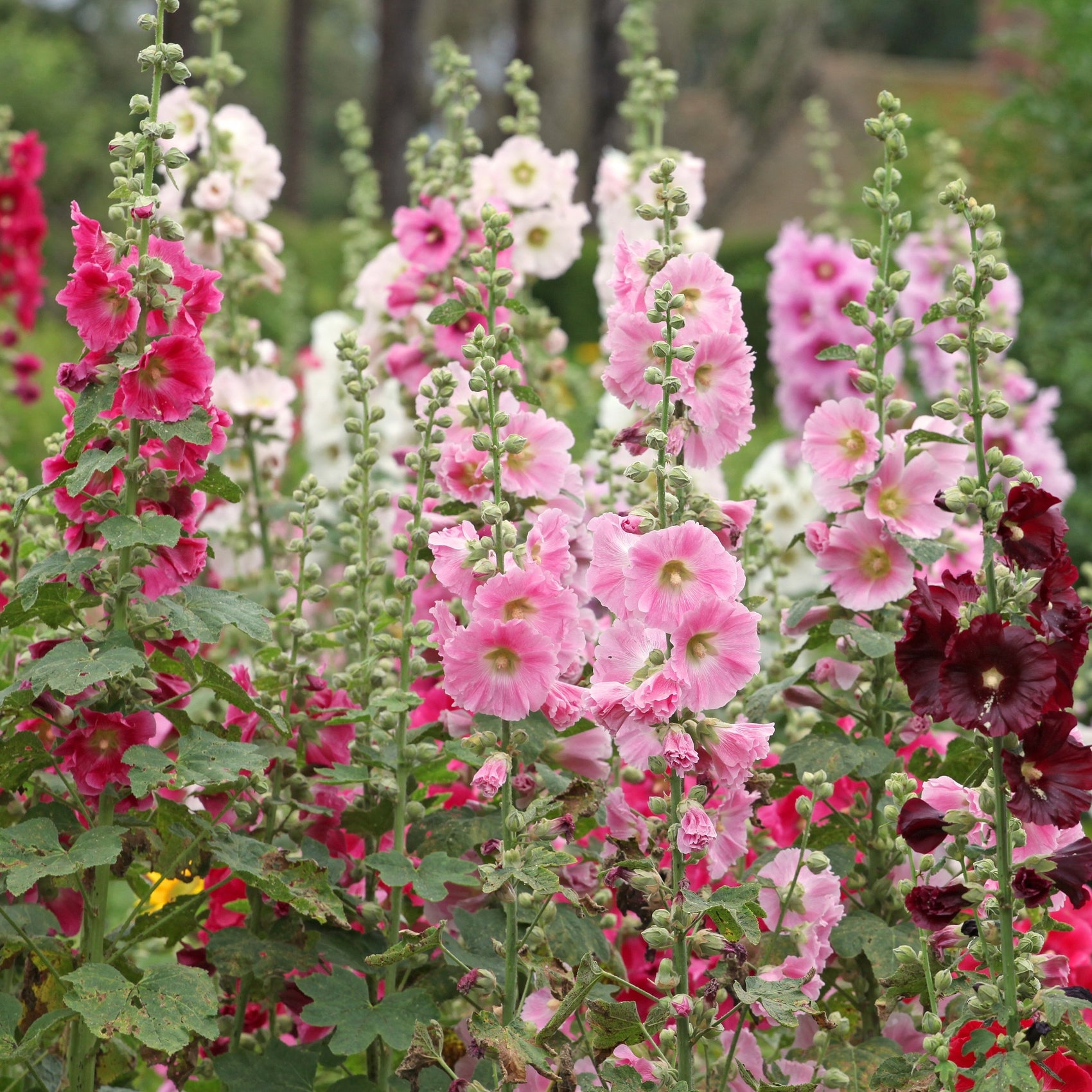 Mélange de rose trémière 'Indian Spring'