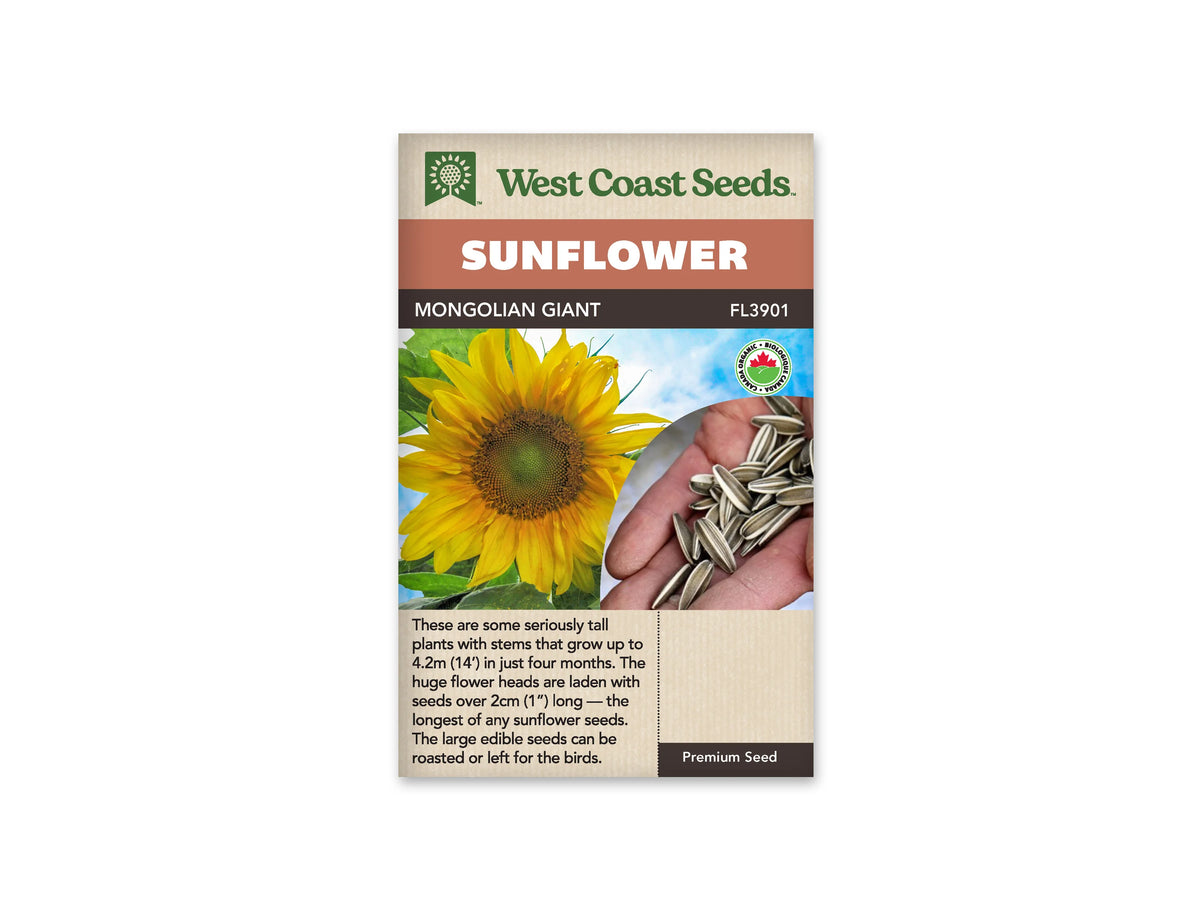 Sachet beige de semences Mongolian Giant avec bandeau terre cuite, nom sur fond brun et mention biologique. La photographie montre une grande fleur jaune devant un ciel bleu nuageux. Un encadré arrondi à droite présente une main contenant de longues graines rayées de blanc et de gris. Quelques feuilles vertes apparaissent sous le capitule.