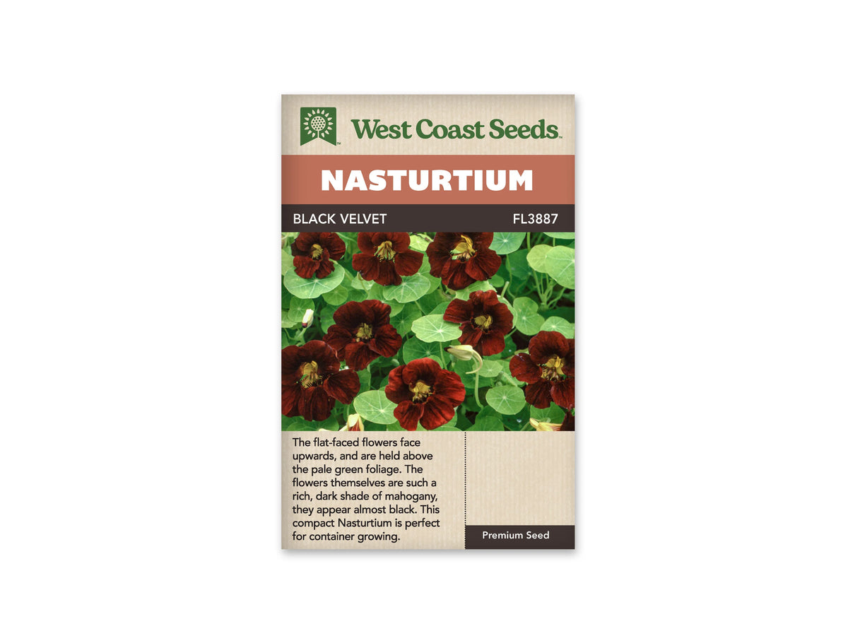 Sachet Black Velvet de West Coast Seeds sur fond blanc. La photo montre plusieurs fleurs brun rouge très foncé, à centre jaune verdâtre, au-dessus de feuilles rondes vert clair. Les pétales présentent des plis et des nuances acajou. Quelques boutons pâles restent fermés. Le bandeau orange indique Nasturtium; la bande brune porte Black Velvet et le code FL3887.