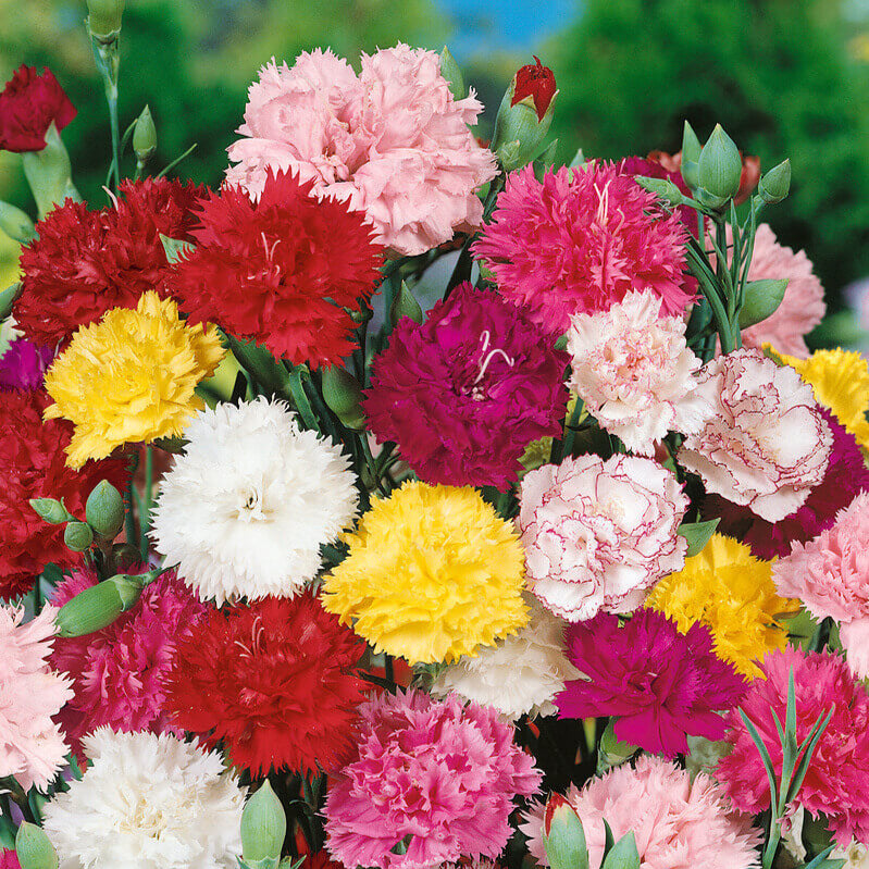 Des fleurs roses, rouges, jaunes et blanches sont regroupées parmi des feuilles et des boutons verts. Les pétales très frisés se superposent autour de centres serrés, donnant des contours ronds irréguliers. Certaines fleurs claires montrent des marges roses plus foncées. Les groupes colorés remplissent presque toute l’image, avec des tiges minces visibles dans quelques espaces entre les corolles.