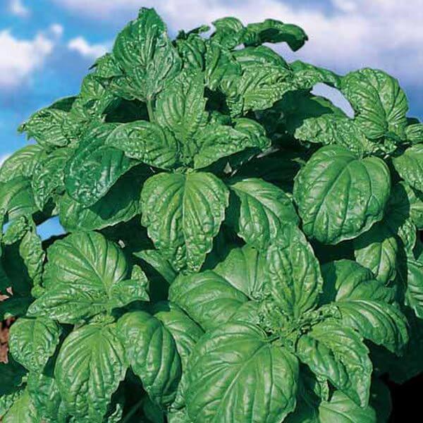 Semences Basilic à grandes feuilles 'Foglia di Lattuga' (Ocimum