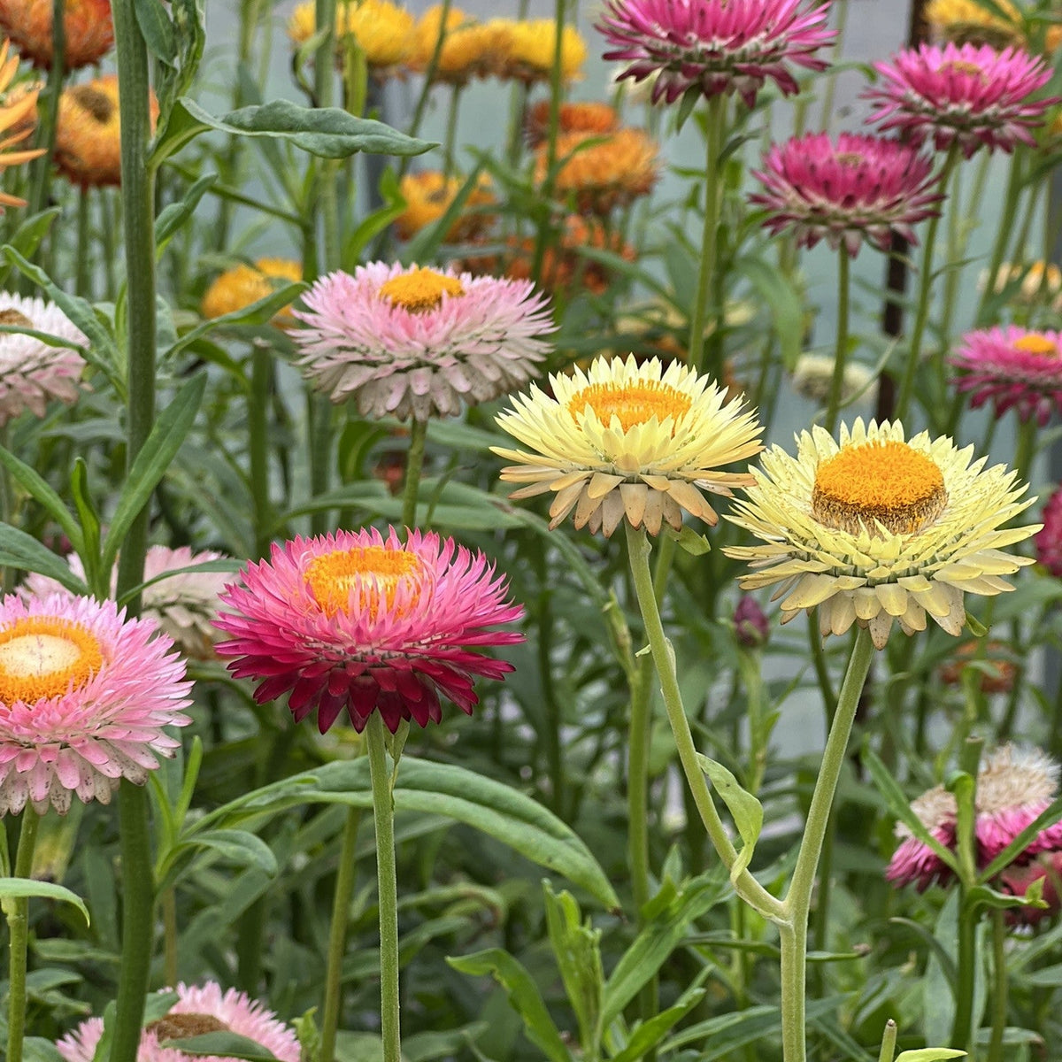 Immortelle à bractées en mélange. Fleurs d’immortelle jaunes, roses et orange sur leurs tiges. Le cadrage permet de voir les formes, les couleurs et les détails du sujet représenté. Les contours se détachent du fond de l’image, avec des différences de teinte et de texture visibles sur les surfaces. Cette vue accompagne la présentation du produit dans la boutique.