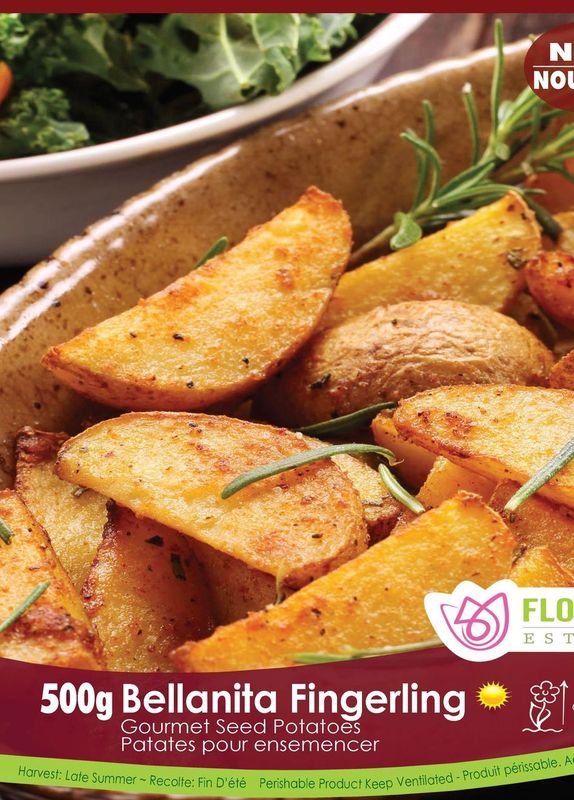 Pomme de terre Gourmet ‘Bellanita Fingerling’ ( Solanum tuberosum ) : des quartiers de pommes de terre cuits et dorés avec des herbes. Le visuel Florissa présente la plante et son nom dans la partie inférieure de l’étiquette. La photographie occupe presque toute la surface, tandis que le bandeau du bas rassemble les indications du produit. Cette vue permet de reconnaître son apparence et de distinguer la variété présentée.