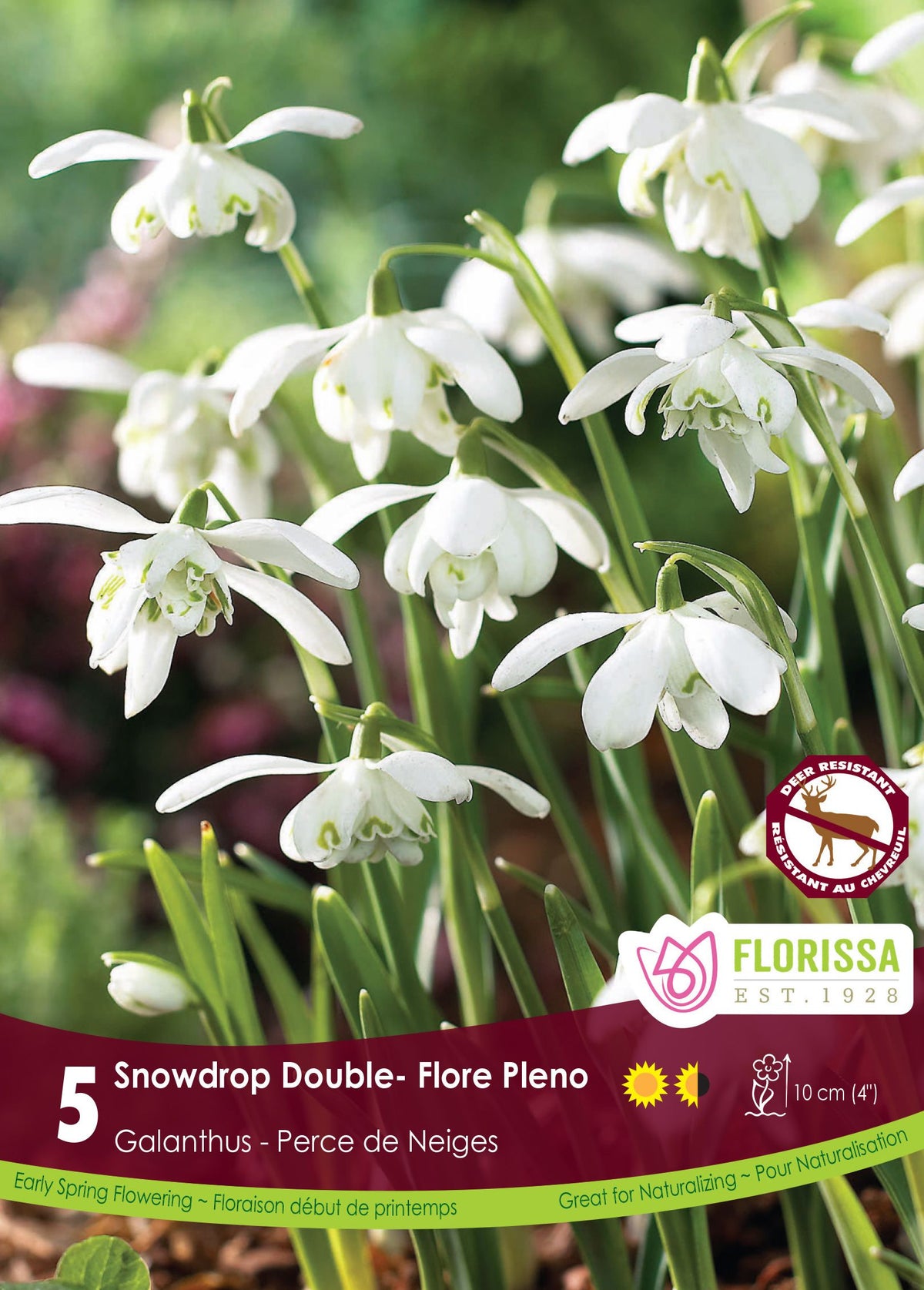 Perce-neige double ( Galanthus nivalis ‘Flore Pleno’) : des perce-neige doubles blancs à cœur marqué de vert. Le visuel Florissa présente la plante et son nom dans la partie inférieure de l’étiquette. La photographie occupe presque toute la surface, tandis que le bandeau du bas rassemble les indications du produit. Cette vue permet de reconnaître son apparence et de distinguer la variété présentée.