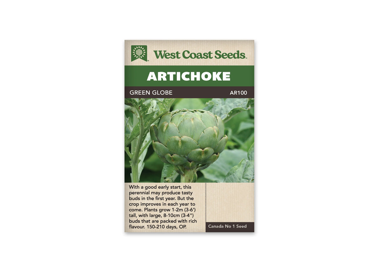 Sachet de semences d’artichaut Green Globe de West Coast Seeds, photographié de face sur fond blanc. Le nom anglais du légume apparaît dans un bandeau vert, avec la référence AR100 sous celui-ci. La grande photographie montre un bouton vert arrondi encore fermé sur sa tige, entouré de feuilles. La partie inférieure beige contient des renseignements de culture imprimés en anglais.