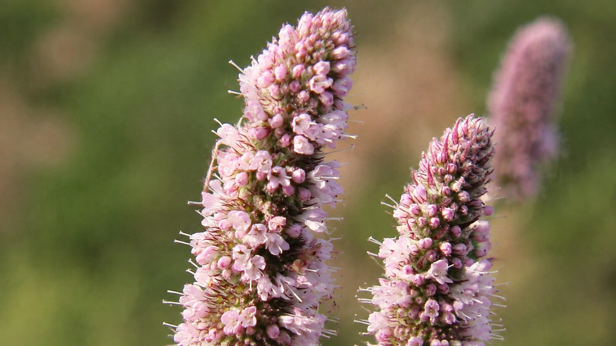 Menthe bio — Réglisse/Coréenne (Agastache rugosa)