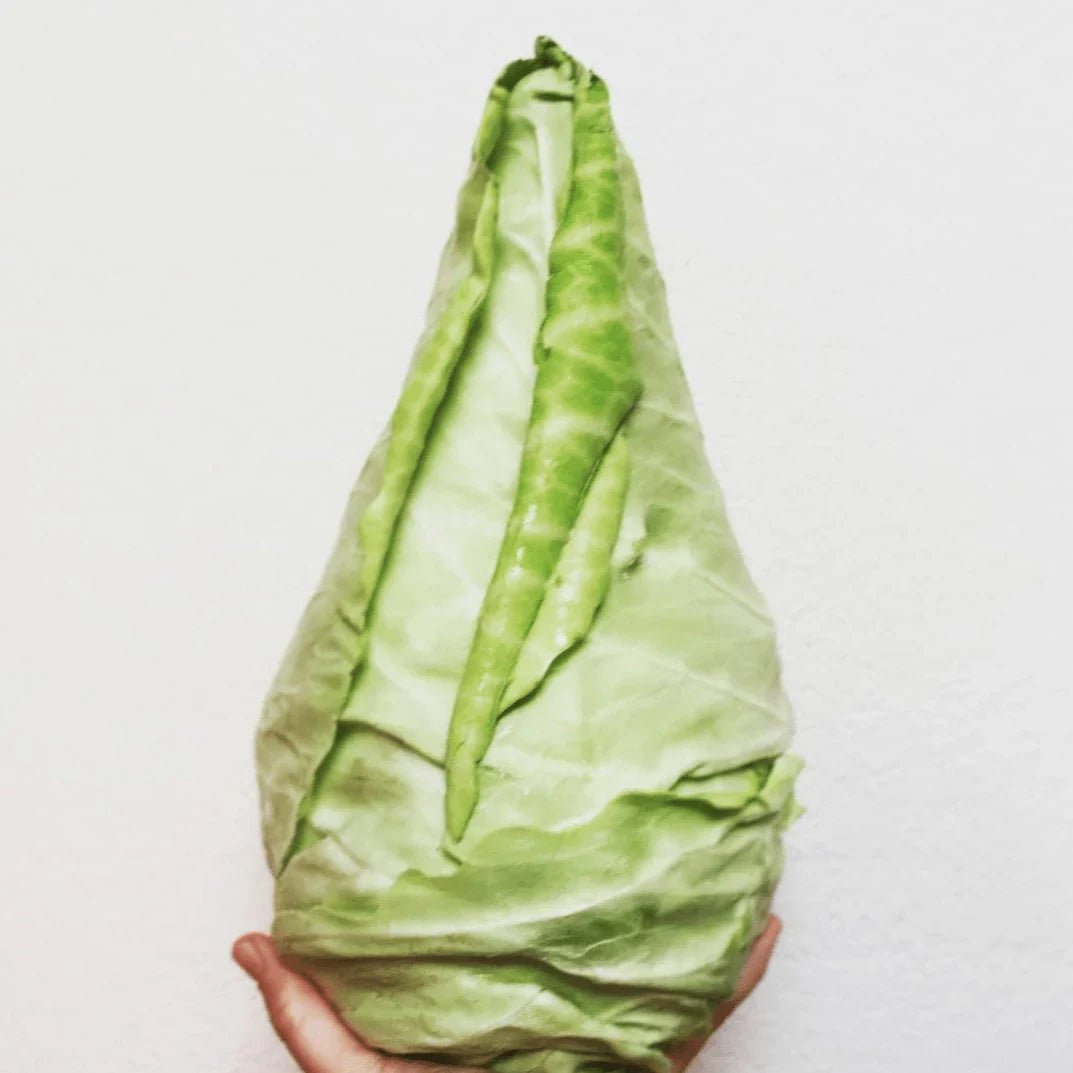 Organic 'Murdoc' F1 Cabbage Seeds by Gaia, product image prepared for Canadian gardeners.