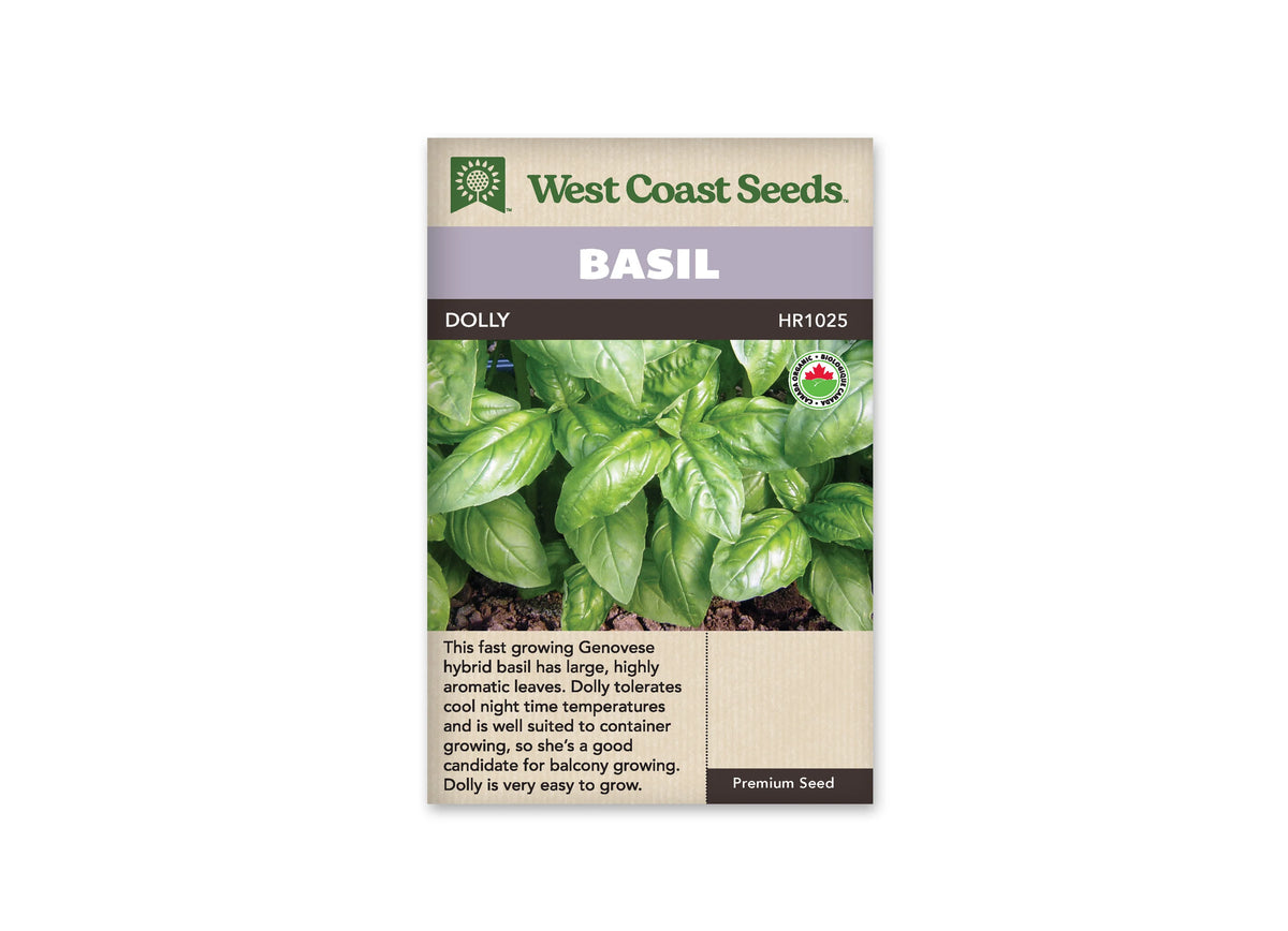 Sachet West Coast Seeds de Basilic ‘Dolly’, présenté de face sur fond blanc. Des feuilles vertes brillantes et allongées se superposent dans la photographie du sachet. Leurs nervures claires et leurs marges légèrement dentées sont visibles; un symbole biologique apparaît en haut à droite. Un bandeau mauve indique BASIL, au-dessus du nom imprimé sur fond foncé. Le bas beige contient un texte descriptif en anglais.