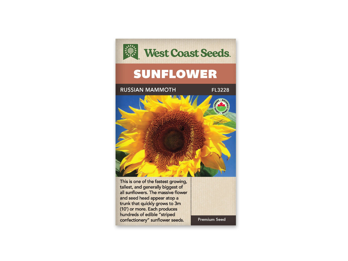Sachet beige de semences Russian Mammoth avec bandeau terre cuite, nom sur fond brun et mention biologique. Une énorme fleur jaune est photographiée en gros plan. Son large disque brun orangé présente un centre plus sombre, entouré de pétales irréguliers. De petites portions de ciel bleu et de feuilles vertes sont visibles sur les bords.