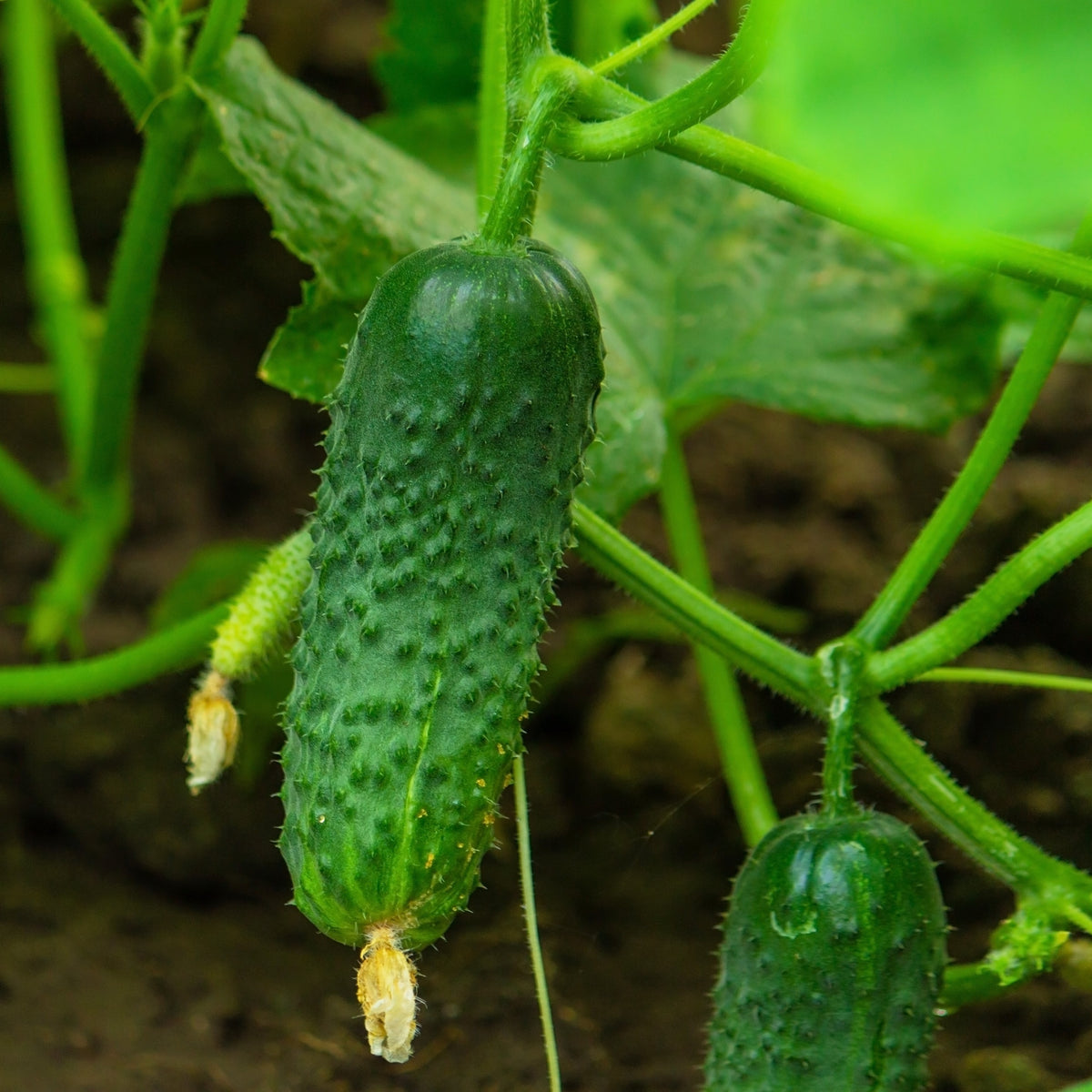 Photo de Concombre à cornichon 'Petipikel' F1. Le visuel permet d'observer les contours, les teintes et la disposition des éléments présentés. Les détails de forme et les contrastes donnent un aperçu de l'apparence de cette plante ou de sa récolte. Cette photographie accompagne la variété nommée afin de l'identifier dans la sélection de semences.