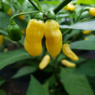 Piment fort ‘Habanero Mini’ jaune bio (Capsicum chinense ‘Habanero Mini Yellow’)