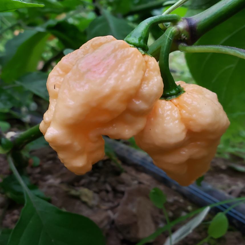 Piment fort ‘Pockmark Peach’ bio (Capsicum chinense ‘Pockmark Peach’)