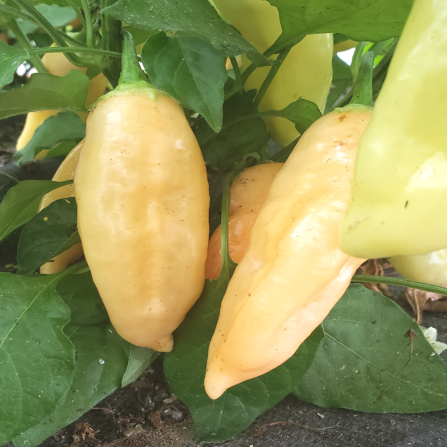 selection of approximately 25 organic 'Sugar Rush Peach' hot pepper seeds with a plant bearing elongated fruit that changes from green to peach. The image helps identify this crisp, juicy Capsicum baccatum with pronounced tropical fruitiness for Canadian gardens, greenhouses, and containers. The visible colour stages illustrate possible harvest points for fresh cooking, sauces, pickles, and careful drying.