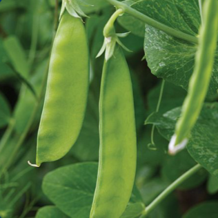 Plants biologiques d’Oregon Sugar Pod II portant des fleurs blanches et de nombreuses gousses plates vert clair sur un petit treillis Pour de meilleurs résultats avec la reconnaissance visuelle du produit, gardez la terre fraîche, jamais saturée, et observez régulièrement le feuillage. Un petit treillis améliore la reconnaissance visuelle du produit en gardant les tiges aérées et les gousses faciles à repérer.