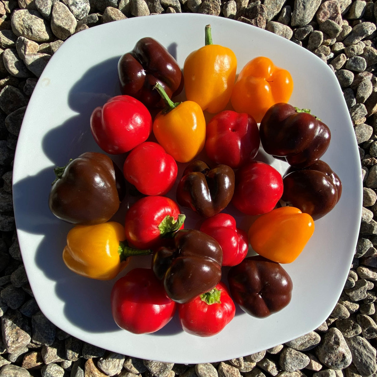 Poivrons Miniatures en mélange. Petits poivrons de plusieurs couleurs dans une assiette. Le cadrage permet de voir les formes, les couleurs et les détails du sujet représenté. Les contours se détachent du fond de l’image, avec des différences de teinte et de texture visibles sur les surfaces. Cette vue accompagne la présentation du produit dans la boutique.