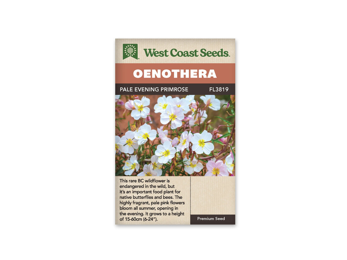 Sachet Pale Evening Primrose de West Coast Seeds sur fond blanc. La photo montre de nombreuses fleurs à quatre pétales blancs ou rose pâle, avec un centre jaune. Elles poussent sur de fines tiges rougeâtres, parmi des feuilles vertes étroites et des boutons fermés. Le bandeau orange indique Oenothera et la bande brune porte le code FL3819.