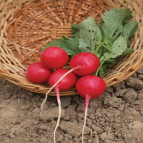 Récolte de radis biologiques Raxe, ronds à légèrement ovales, rouge vif, avec leurs fanes vertes Pour la culture du radis Raxe, observez chaque petite section séparément afin de récolter les racines au calibre voulu. Une humidité régulière pendant la culture du radis Raxe favorise une chair tendre, croquante et modérément poivrée. Vue complémentaire du même produit.