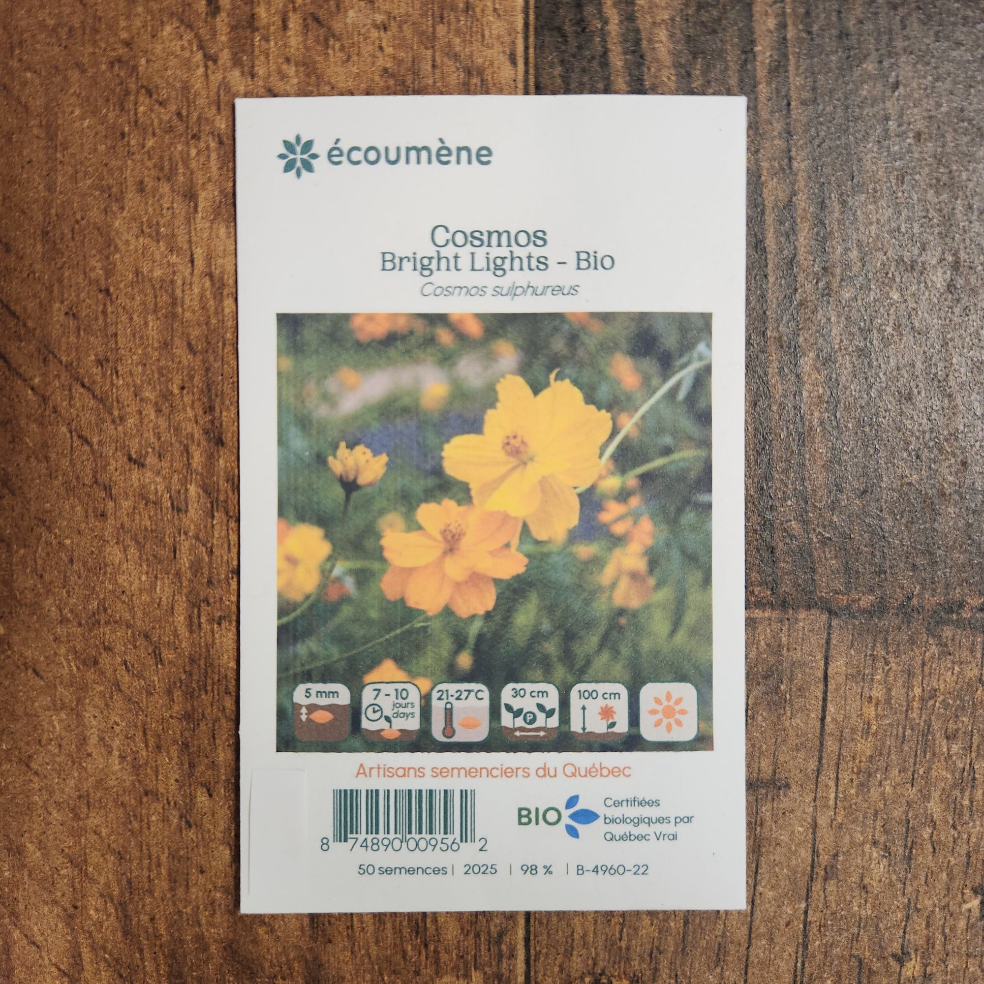 Cosmos 'Bright Light' organic