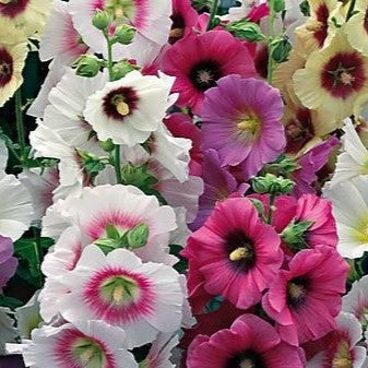 Photo de Rose trémière 'Halo Mix'. La couleur caractéristique est : couleurs variées. Le visuel permet d'observer les contours, les teintes et la disposition des éléments présentés. Les détails de forme et les contrastes donnent un aperçu de l'apparence de cette plante ou de sa récolte. Cette photographie accompagne la variété nommée afin de l'identifier dans la sélection de semences.