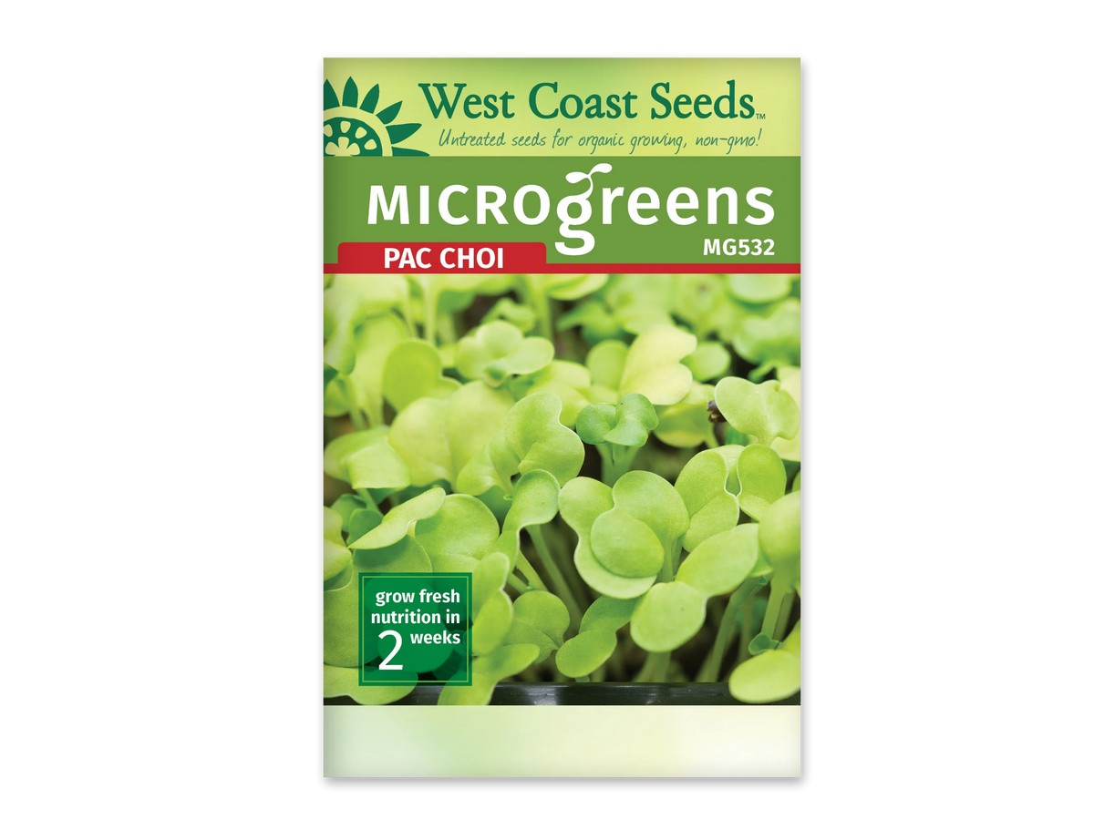 Sachet blanc West Coast Seeds pour micropousses de pak-choï, avec le nom anglais Pac Choi en rouge et un bandeau vert. La photo présente un tapis dense de petites feuilles vertes arrondies sur des tiges pâles dressées. Un bord de plateau noir est visible sous les pousses. Le code MG532 et le délai de deux semaines figurent sur l'emballage.