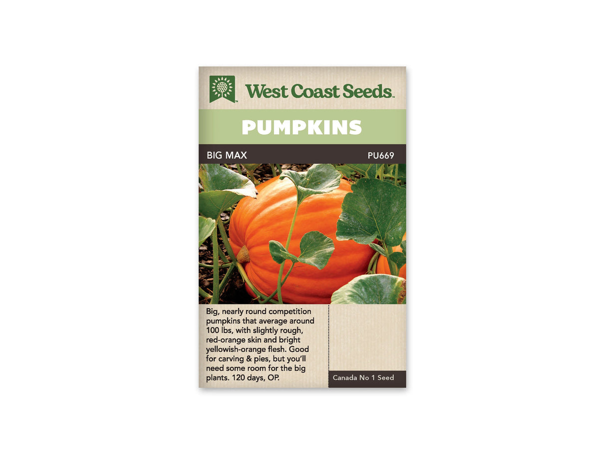 Sachet Big Max de West Coast Seeds avec une bande vert pâle et le nom sur fond sombre. La photo montre une grosse citrouille orange à larges côtes, partiellement cachée par des feuilles vertes et des tiges. Un petit pédoncule apparaît sur le côté gauche du fruit. La partie inférieure du sachet est beige et porte du texte.