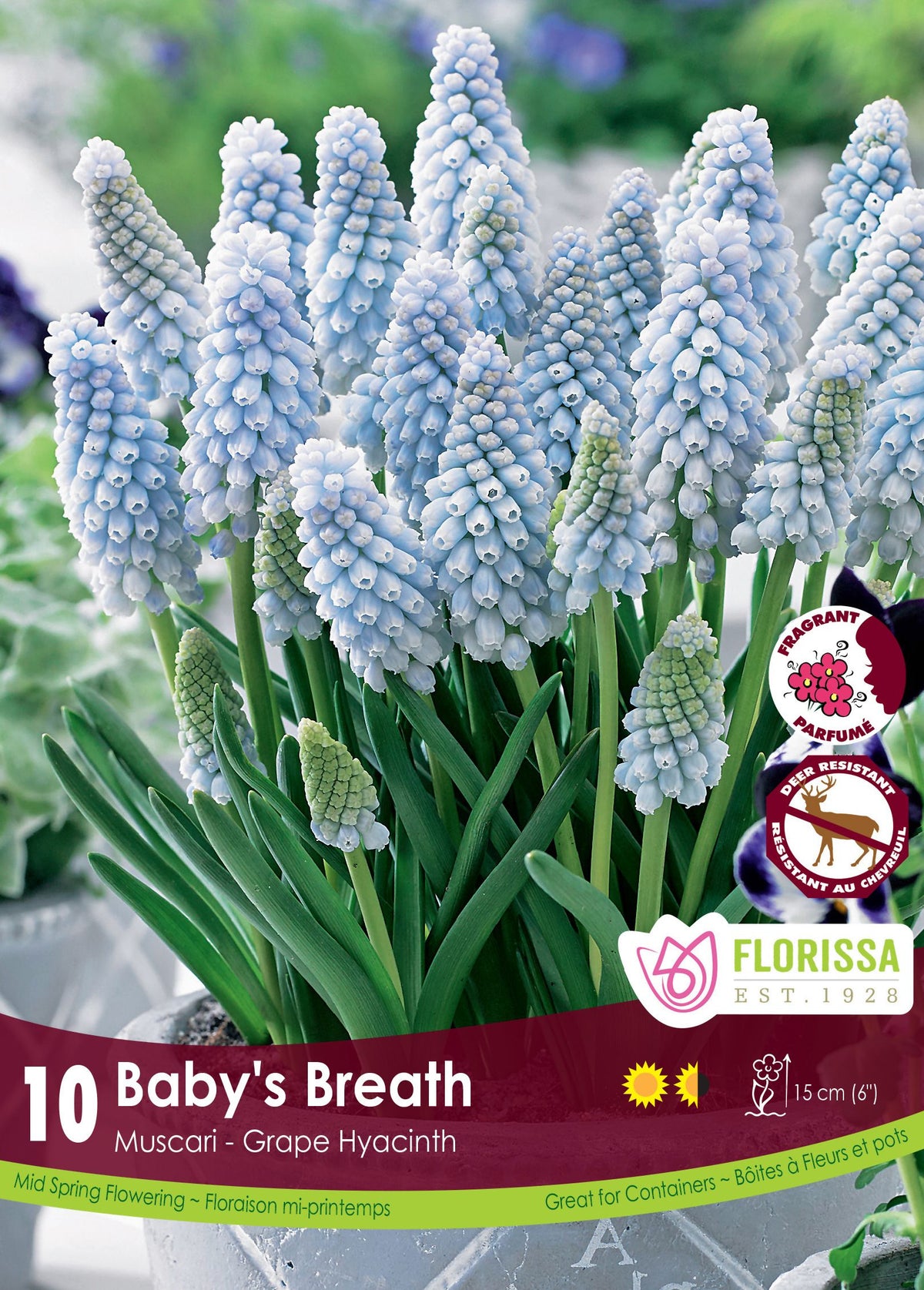 Muscari Baby's Breath ( Muscari ) : des grappes de muscaris bleu très pâle. Le visuel Florissa présente la plante et son nom dans la partie inférieure de l’étiquette. La photographie occupe presque toute la surface, tandis que le bandeau du bas rassemble les indications du produit. Cette vue permet de reconnaître son apparence et de distinguer la variété présentée.