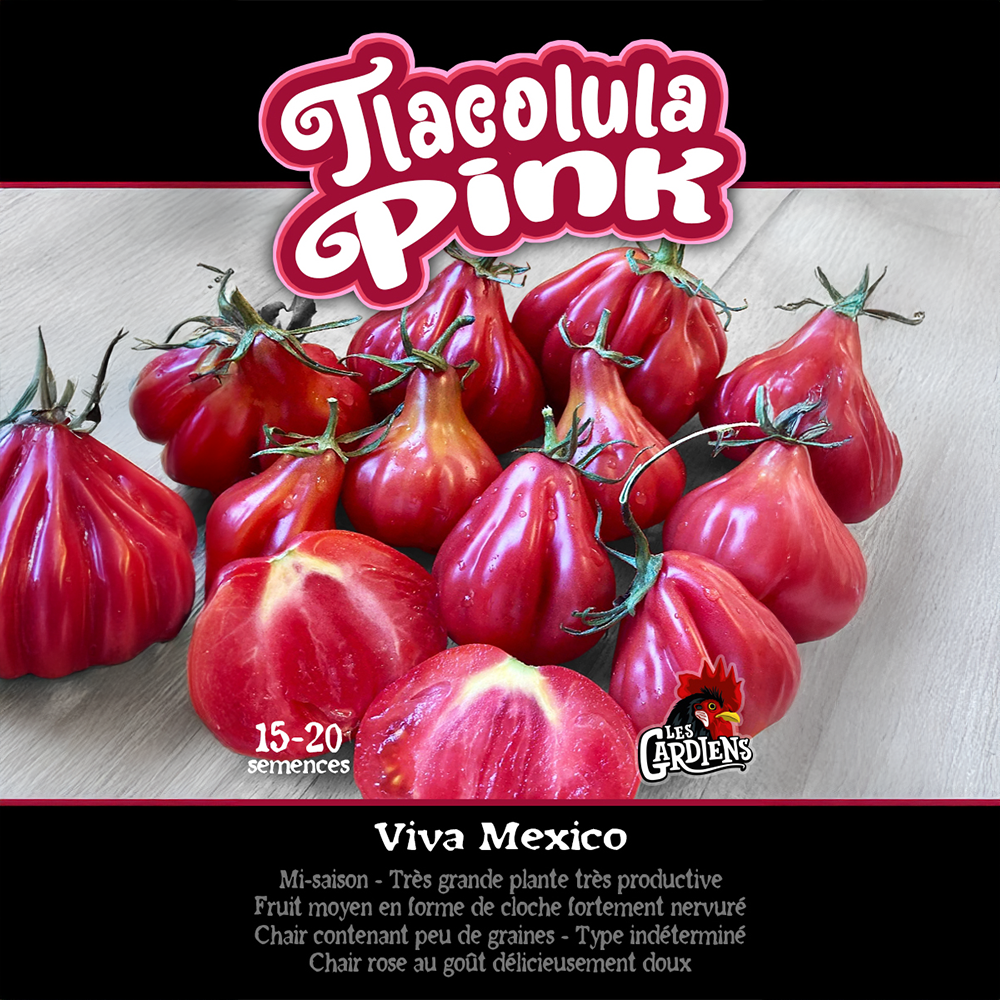 Vue rapprochée de Tomate ‘Tlacolula Pink’ cultivé au soleil, avec un feuillage vert sain et des fruits caractéristiques bien visibles. La photo montre la forme, la couleur et le stade de maturité typiques de la variété sur un plant vigoureux. Les fruits se détachent nettement du feuillage et illustrent l’apparence recherchée au moment de la récolte.