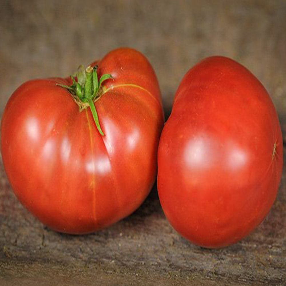 Tomate ‘Carbon’ bio (Solanum lycopersicum ‘Carbon’)